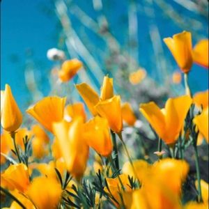 Meet your Posher, Kiley